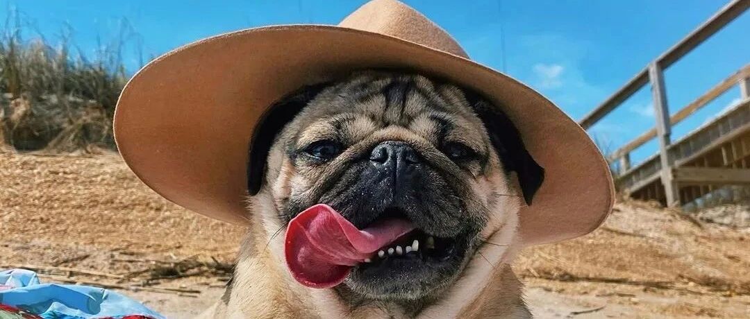 超萌的一条巴哥犬，分享一下Doug的每日幸福生活（20张）