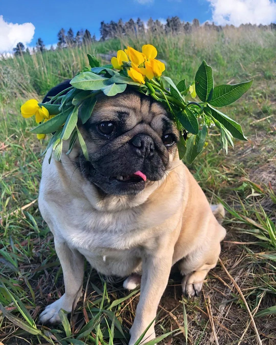 超萌的一條巴哥犬，分享一下Doug的每日幸福生活（20張） 寵物 第14張