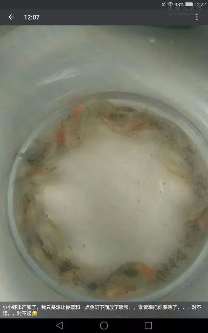 同事怕養的蝦凍壞了，就加了一個暖寶寶，結果蝦熟了 萌寵 第5張