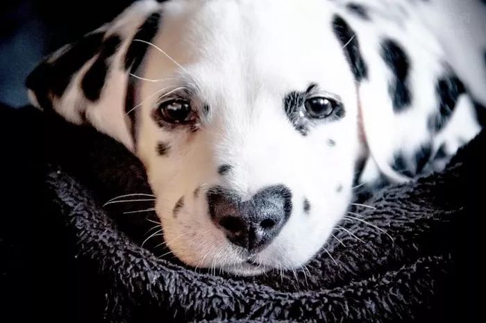 這是一條與眾不同的斑點狗，在它的鼻子上，有一顆「心」 未分類 第2張