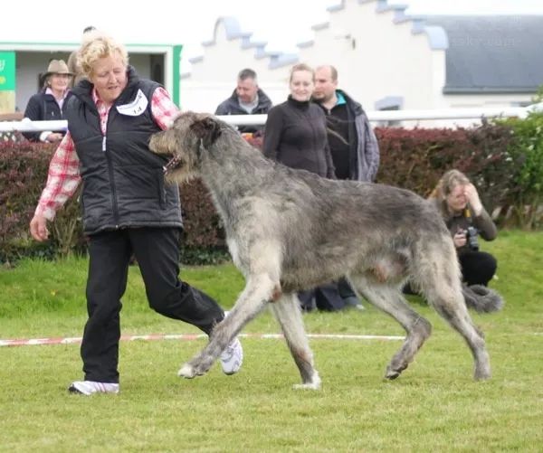 聽說過愛爾蘭獵狼犬嗎？這種狗狗的體型可能會超乎你的想像 萌寵 第8張