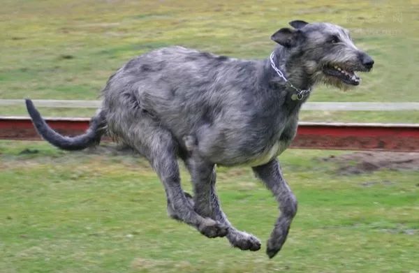 聽說過愛爾蘭獵狼犬嗎？這種狗狗的體型可能會超乎你的想像 萌寵 第5張