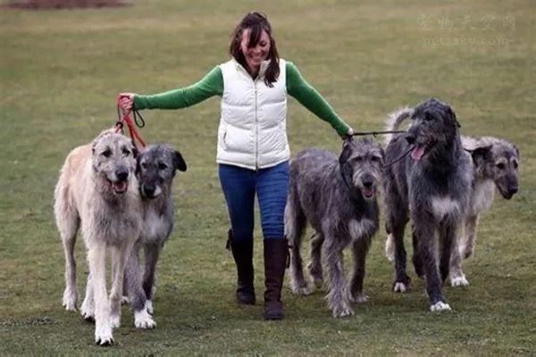 聽說過愛爾蘭獵狼犬嗎？這種狗狗的體型可能會超乎你的想像 萌寵 第4張