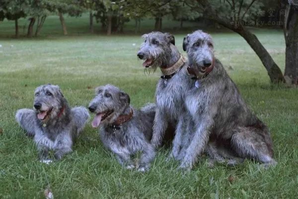 聽說過愛爾蘭獵狼犬嗎？這種狗狗的體型可能會超乎你的想像 萌寵 第13張