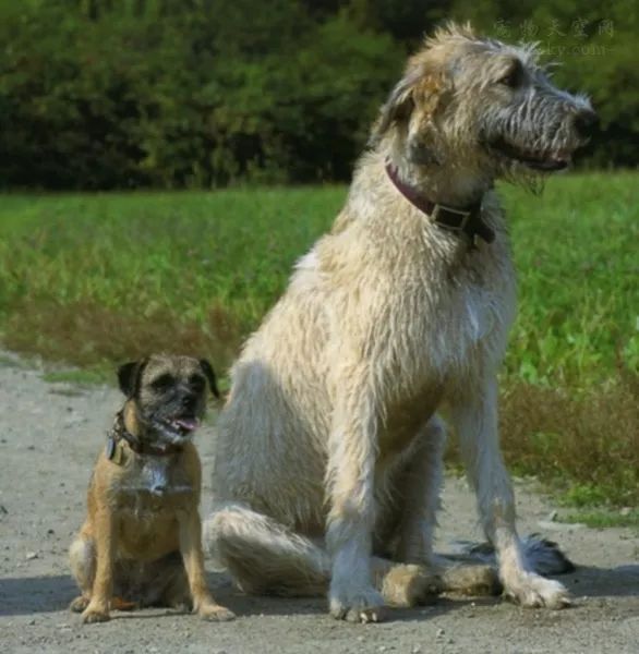 聽說過愛爾蘭獵狼犬嗎？這種狗狗的體型可能會超乎你的想像 萌寵 第9張