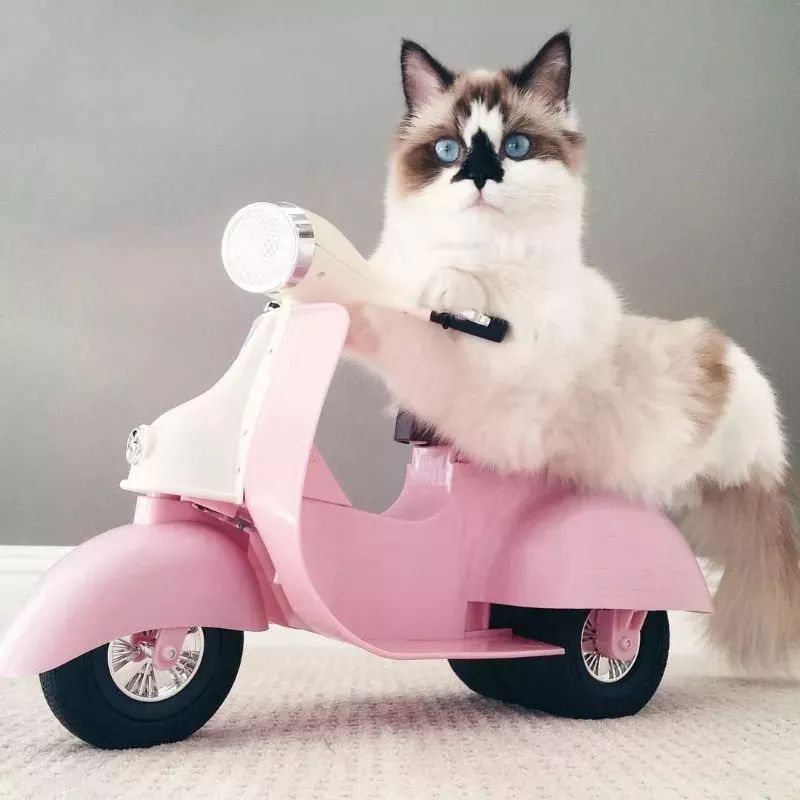 這只叫做Albert的短腿貓咪，在instagram有著45萬粉絲 萌寵 第10張