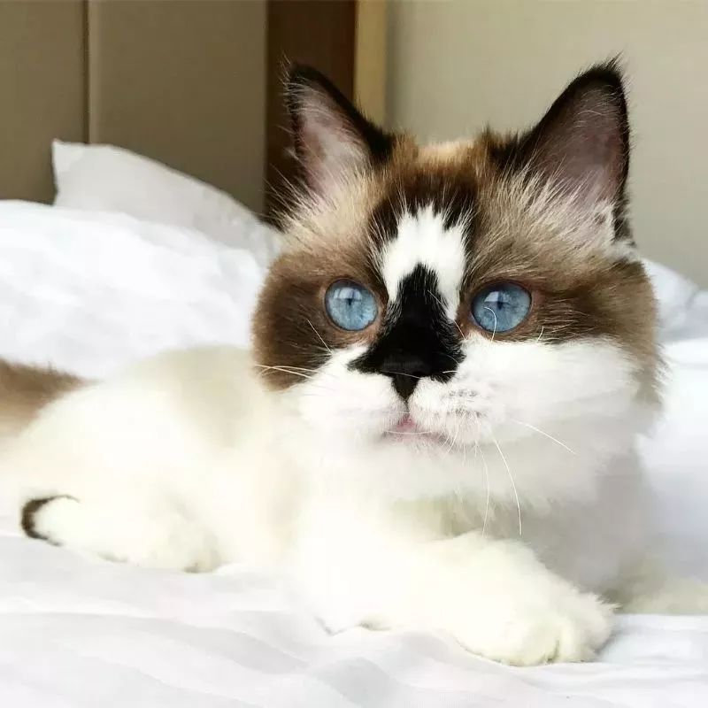 這只叫做Albert的短腿貓咪，在instagram有著45萬粉絲 萌寵 第13張