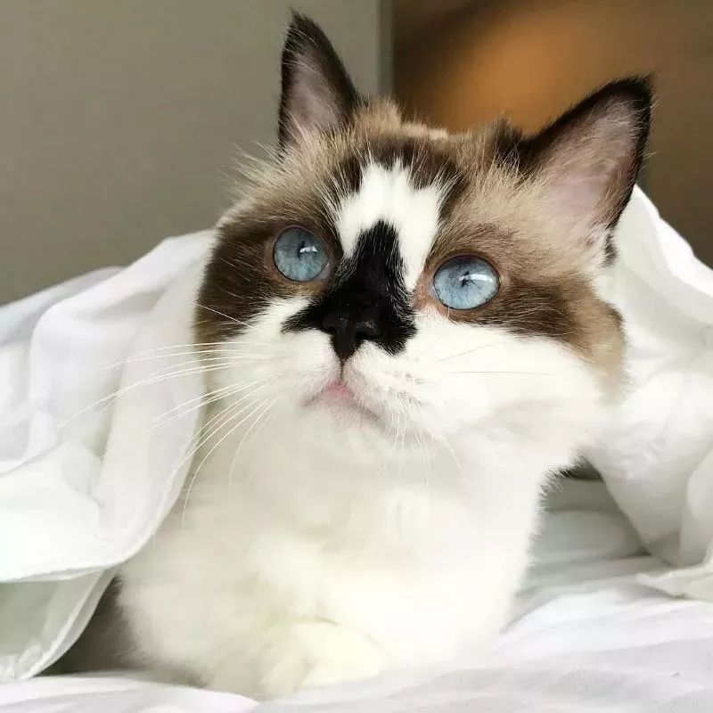 這只叫做Albert的短腿貓咪，在instagram有著45萬粉絲 萌寵 第12張