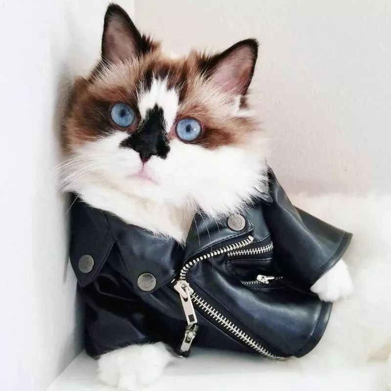 這只叫做Albert的短腿貓咪，在instagram有著45萬粉絲 萌寵 第5張