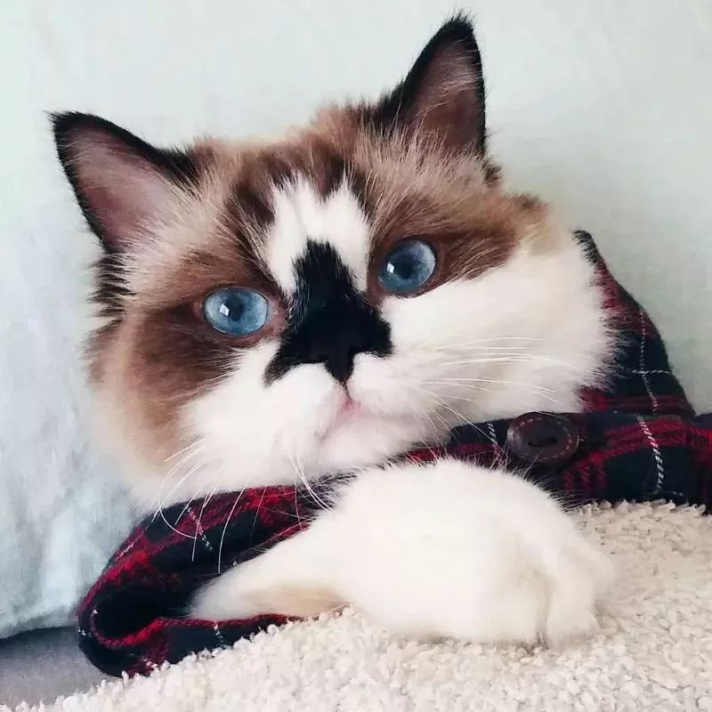 這只叫做Albert的短腿貓咪，在instagram有著45萬粉絲 萌寵 第2張