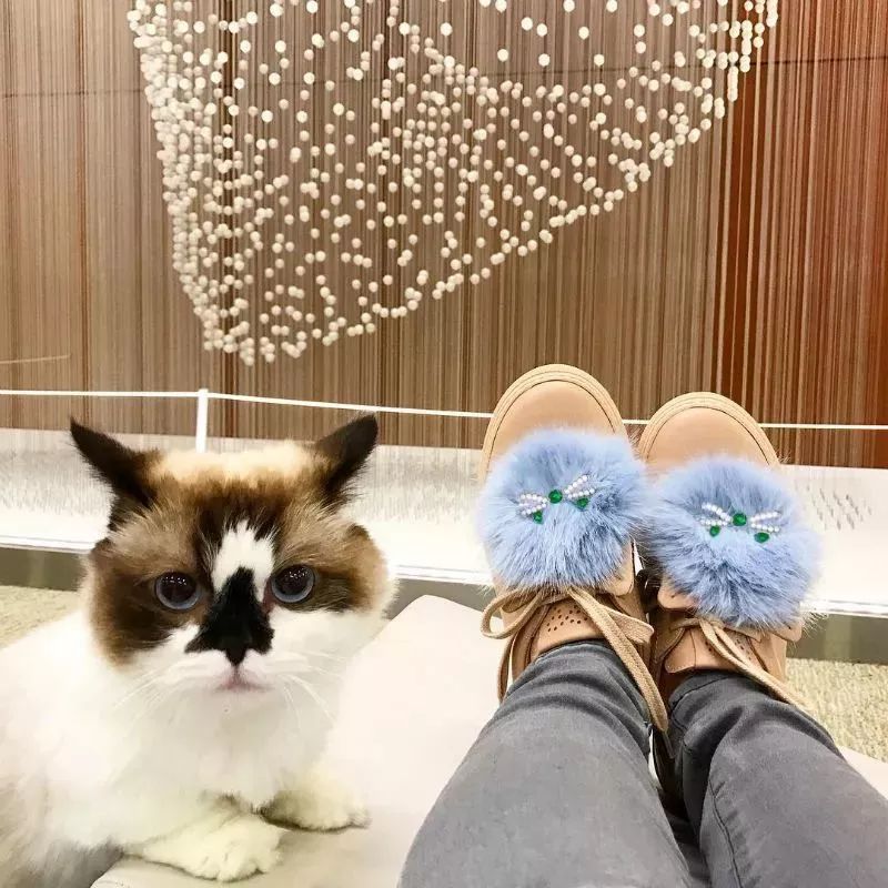 這只叫做Albert的短腿貓咪，在instagram有著45萬粉絲 萌寵 第7張