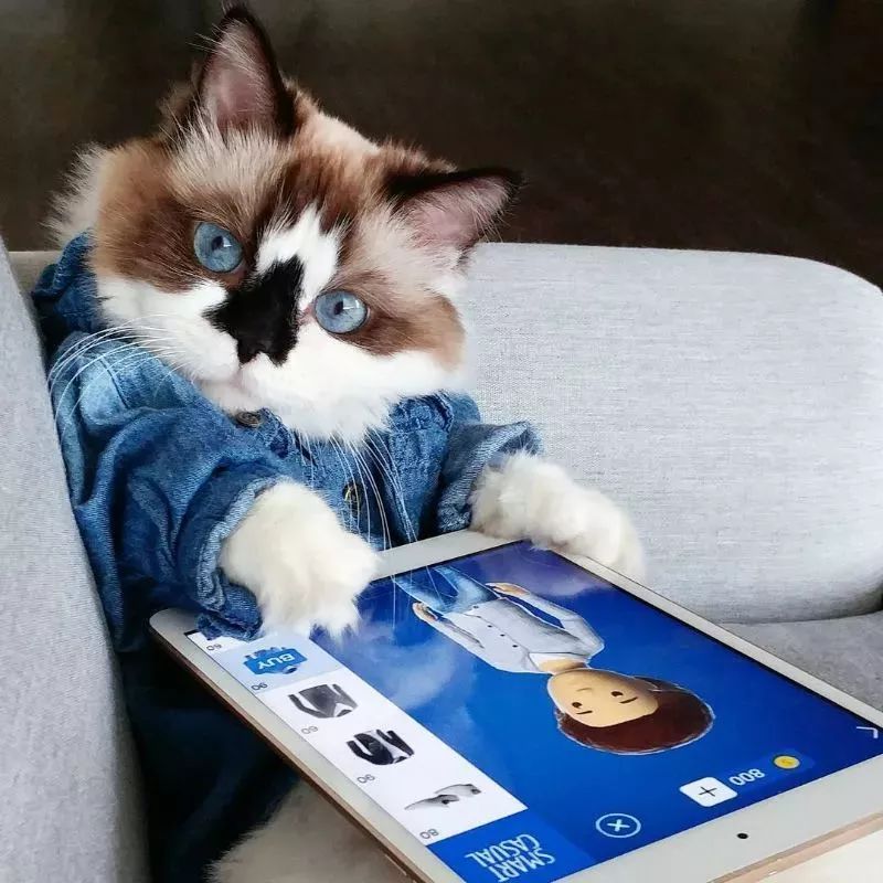 這只叫做Albert的短腿貓咪，在instagram有著45萬粉絲 萌寵 第3張