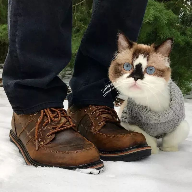 這只叫做Albert的短腿貓咪，在instagram有著45萬粉絲 萌寵 第8張