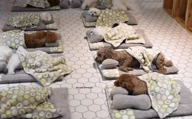 韓國一家名叫Puppy Spring的狗狗幼兒園，像極了小朋友的幼兒園 職場 第3張