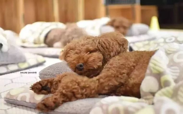 韓國一家名叫Puppy Spring的狗狗幼兒園，像極了小朋友的幼兒園 職場 第4張