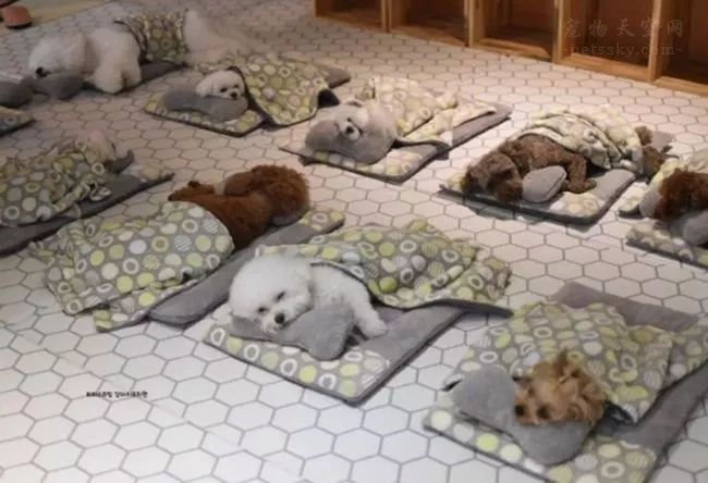 韓國一家名叫Puppy Spring的狗狗幼兒園，像極了小朋友的幼兒園 職場 第2張
