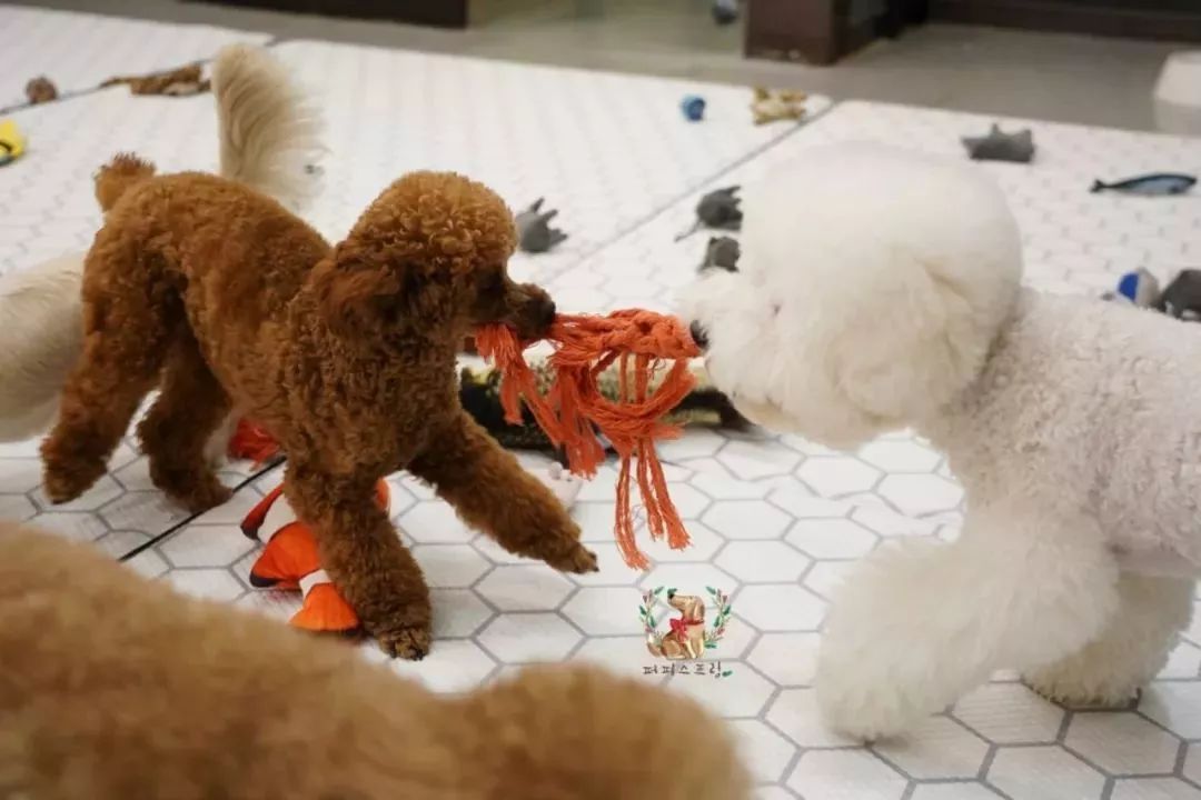 韓國一家名叫Puppy Spring的狗狗幼兒園，像極了小朋友的幼兒園 職場 第14張