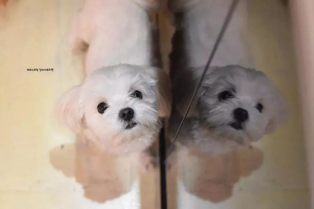 韓國一家名叫Puppy Spring的狗狗幼兒園，像極了小朋友的幼兒園 職場 第7張