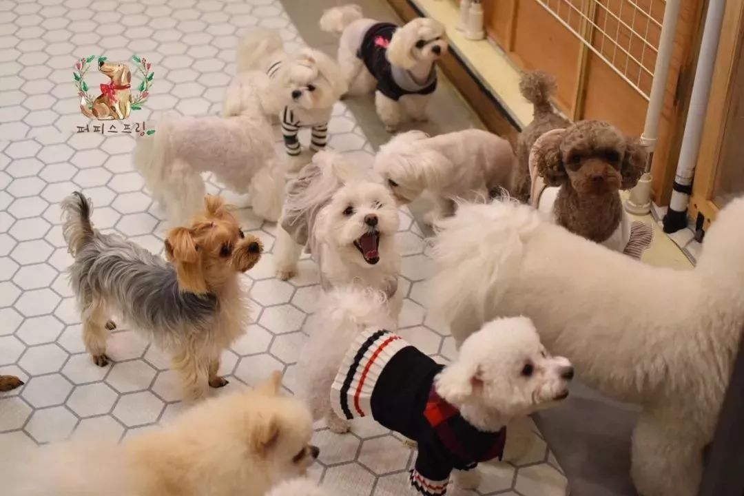 韓國一家名叫Puppy Spring的狗狗幼兒園，像極了小朋友的幼兒園 職場 第6張