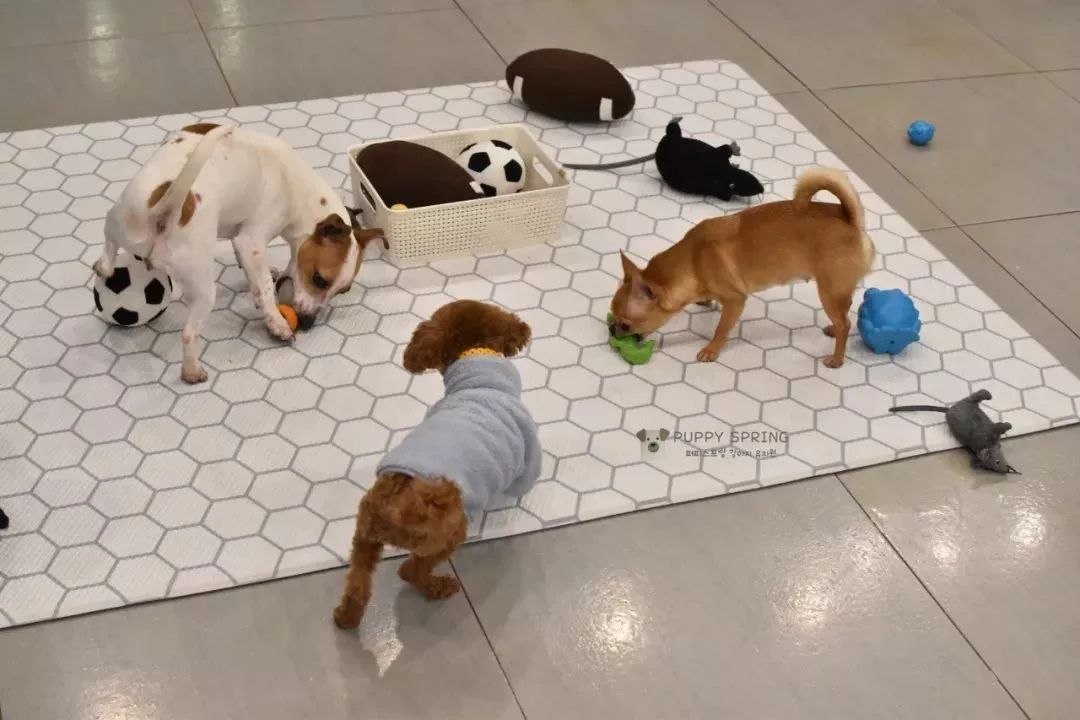 韓國一家名叫Puppy Spring的狗狗幼兒園，像極了小朋友的幼兒園 職場 第10張