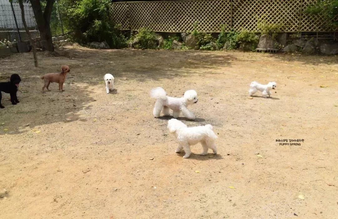 韓國一家名叫Puppy Spring的狗狗幼兒園，像極了小朋友的幼兒園 職場 第12張