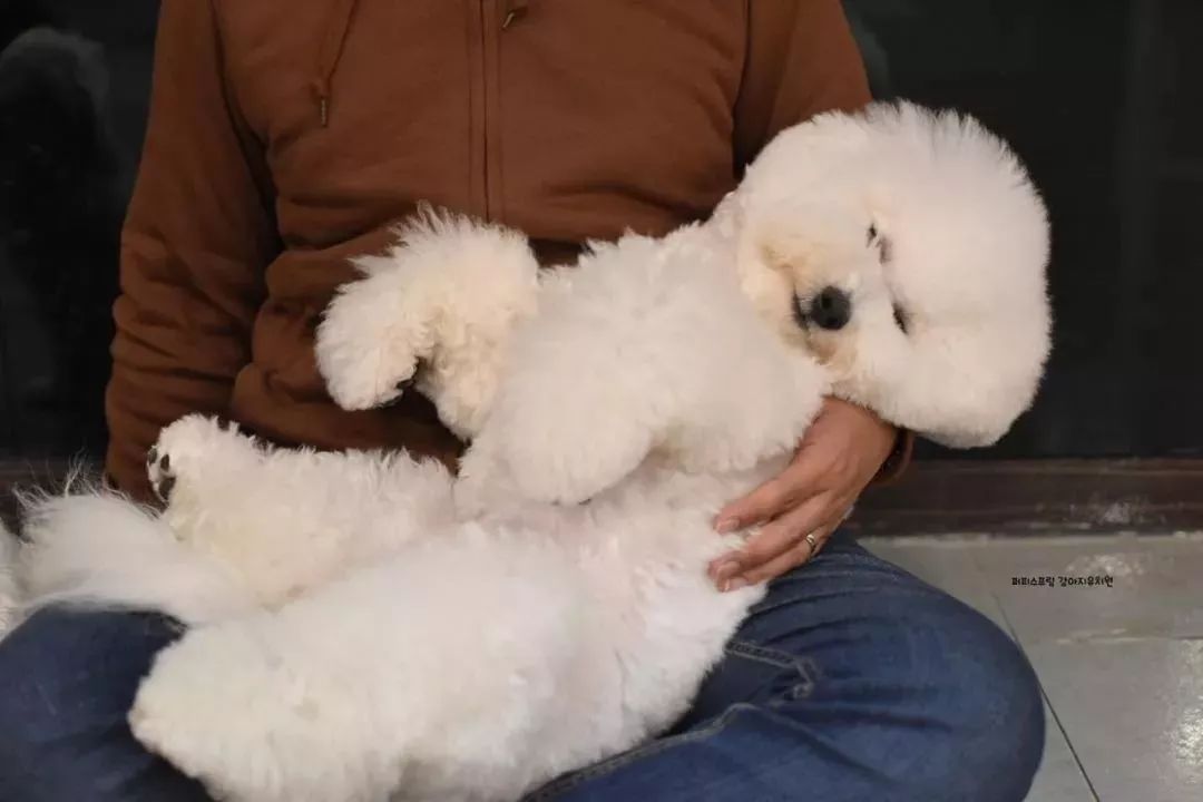 韓國一家名叫Puppy Spring的狗狗幼兒園，像極了小朋友的幼兒園 職場 第15張