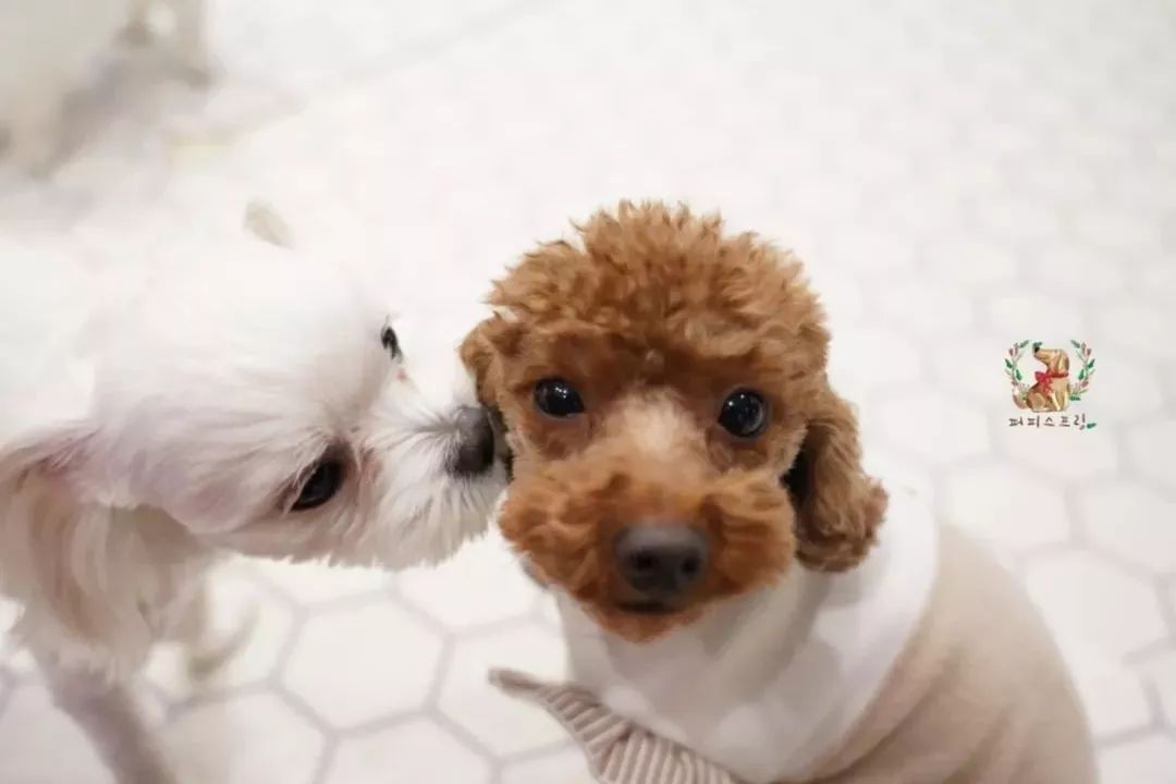 韓國一家名叫Puppy Spring的狗狗幼兒園，像極了小朋友的幼兒園 職場 第8張
