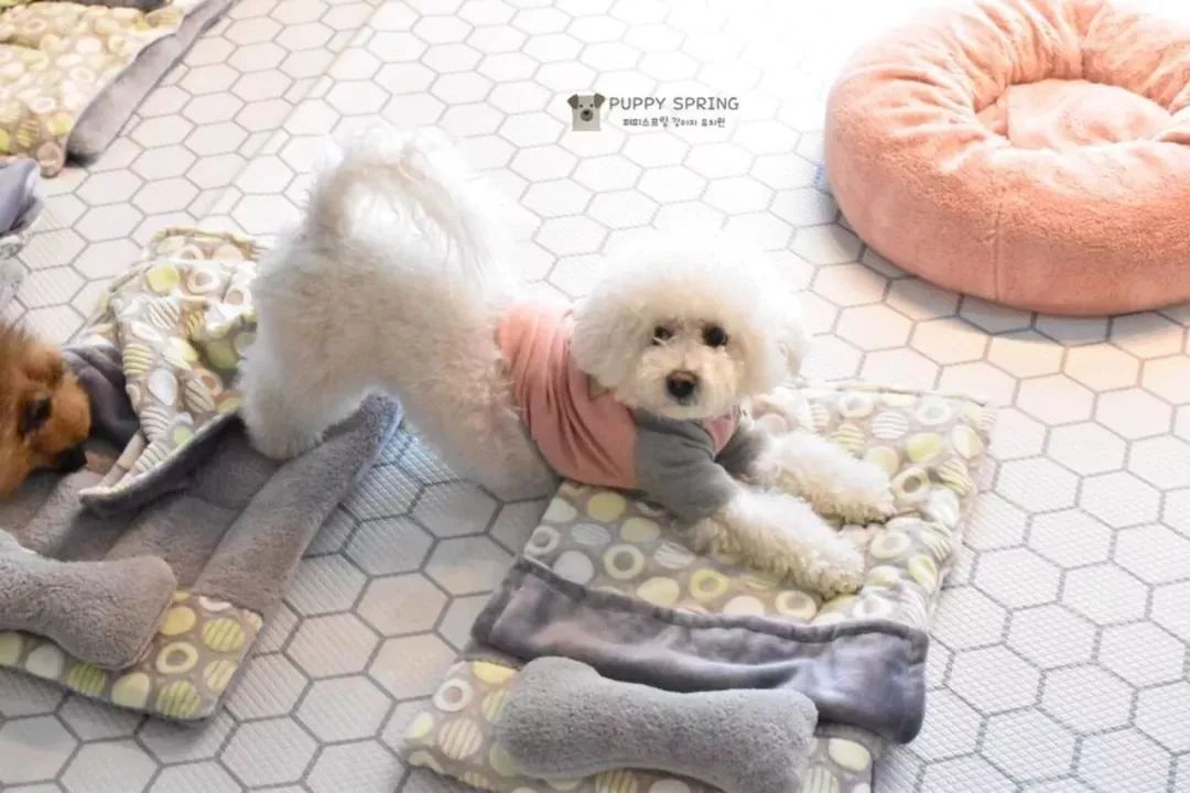 韓國一家名叫Puppy Spring的狗狗幼兒園，像極了小朋友的幼兒園 職場 第11張
