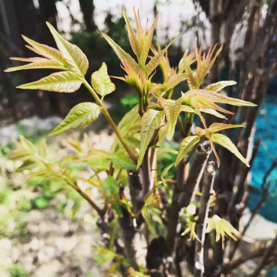 吃不起的香椿,它到底怎么火的? 吃不起的香椿,它到底怎么火的?
