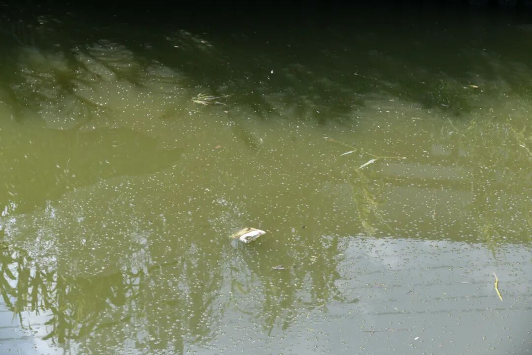 污染严重,疑似存在偷排污水的现场情况华亭港位于朱泾镇新泾村北片