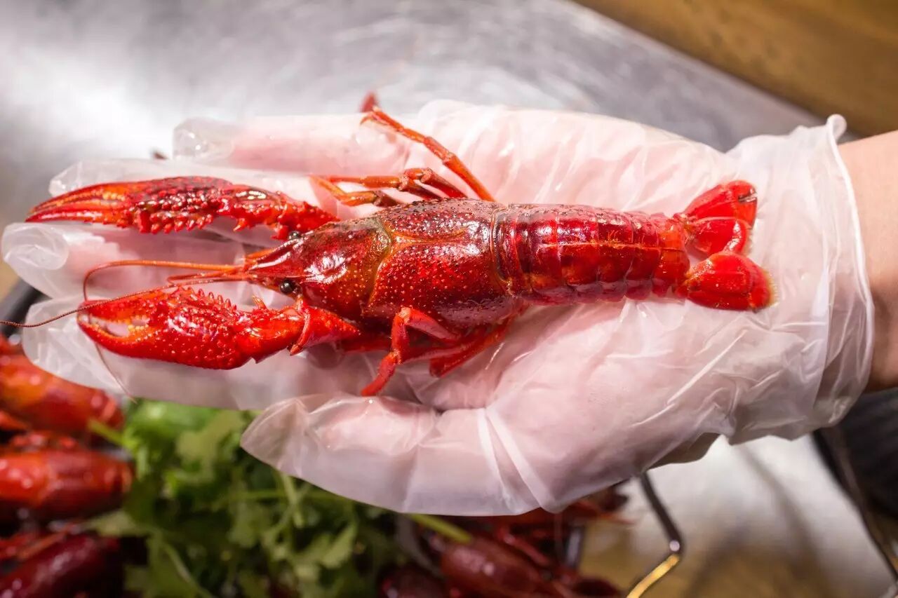 小编亲手上阵,足足有手掌这么大!赶紧准备好小龙虾大战吧!