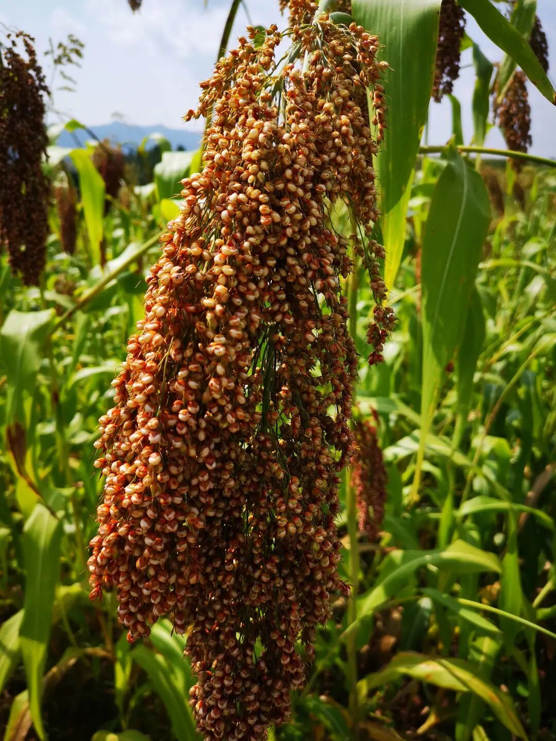 红缨子糯高粱是茅台镇未经杂交的本地地方品种,俗称红缨子,其采用传统