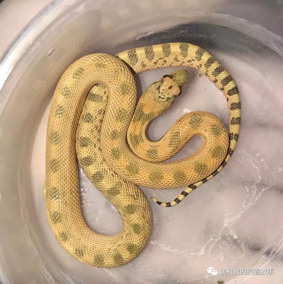 松林蛇属pituophis图鉴 大盆地哥夫蛇 我和我的爬圈故事 微信公众号文章阅读 Wemp