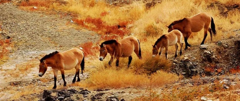 多次「瘦身」的新疆卡山保護區面積恢復 正在努力晉升國家級 生活 第2張