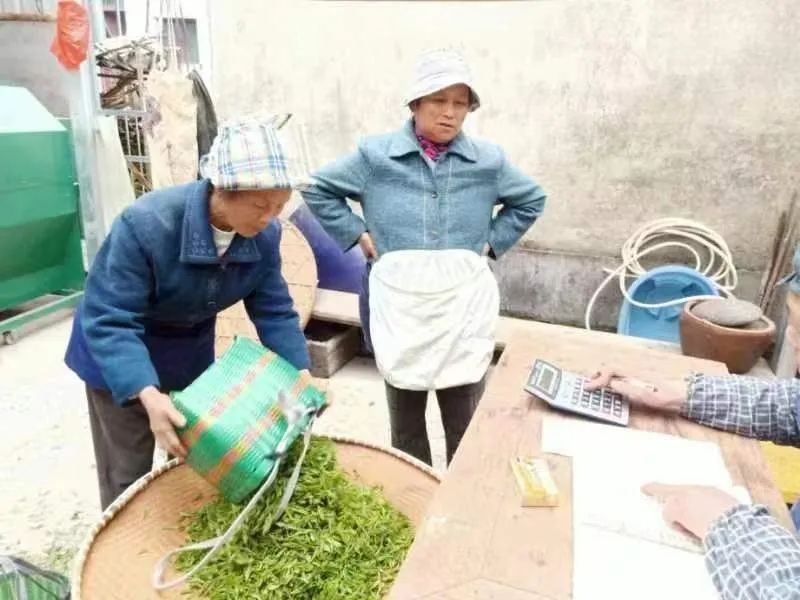 万元黄山毛峰背后，一斤只赚45块钱的茶农