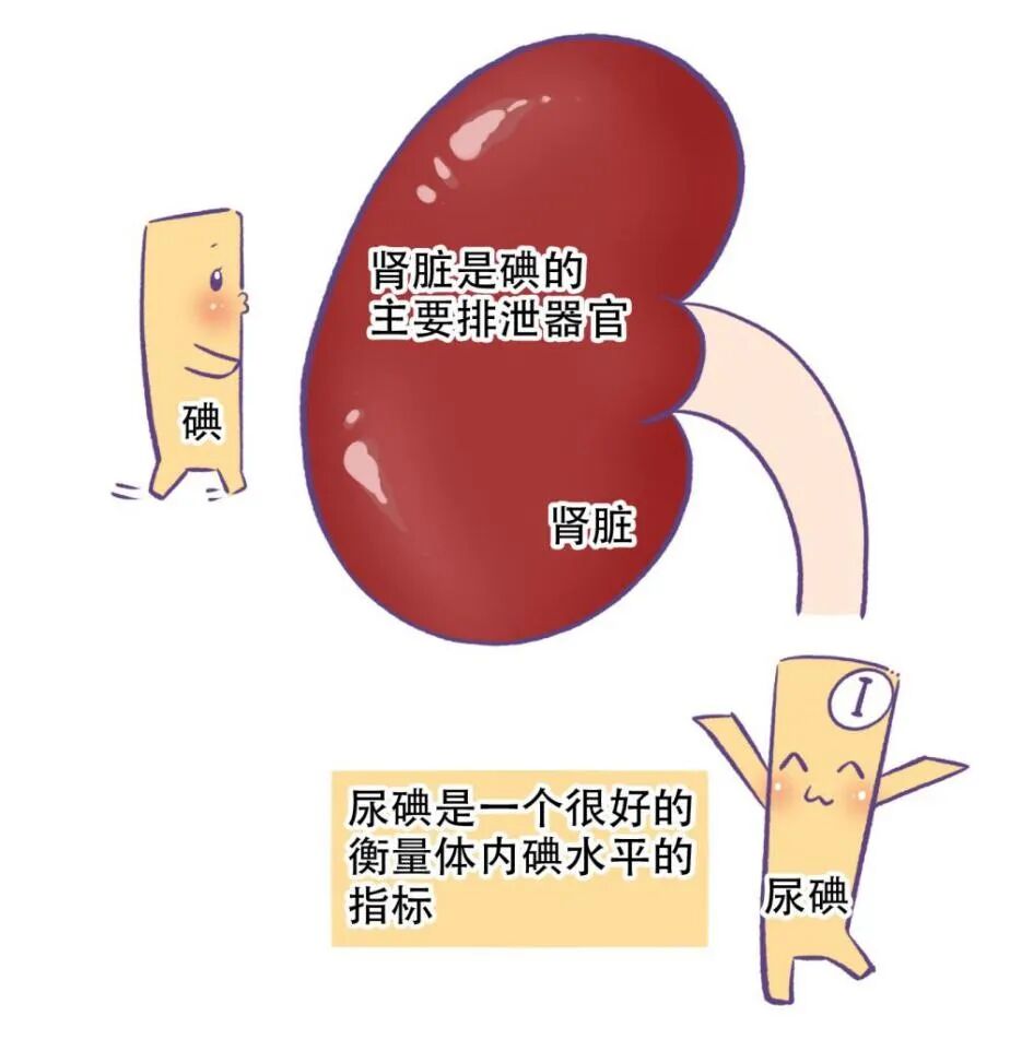 尿碘怎么测【孕期科普】孕期多一“碘”少一“碘”都不行，可能影响宝宝脑发育！尿碘检测很重要_https://www.jmylbn.com_新闻资讯_第9张