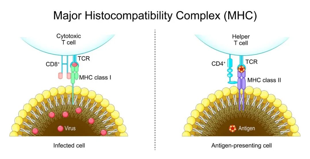 HLA-II (MHC-II) 呈递抗原多肽并激活 CD4+ T 细胞的过程, AI generated