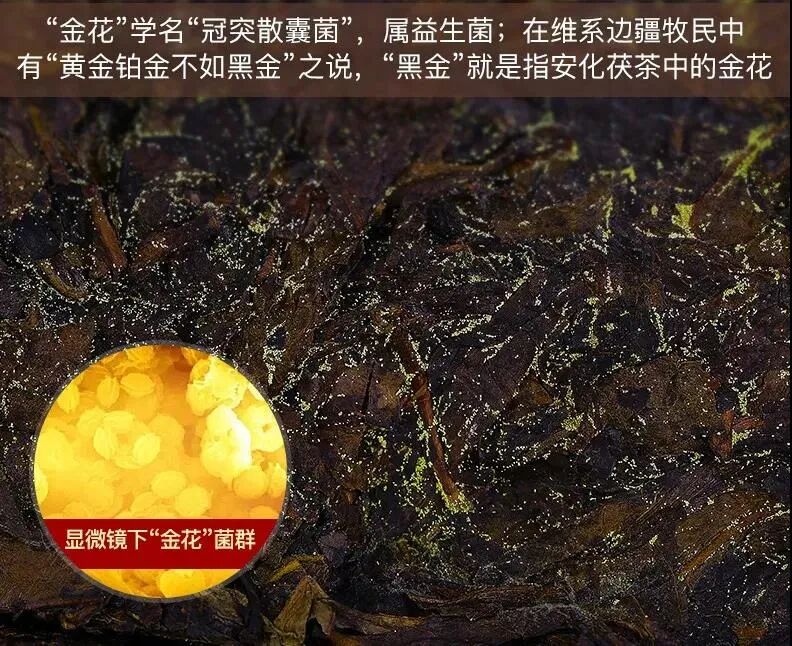 常喝茯茶，健康又实在