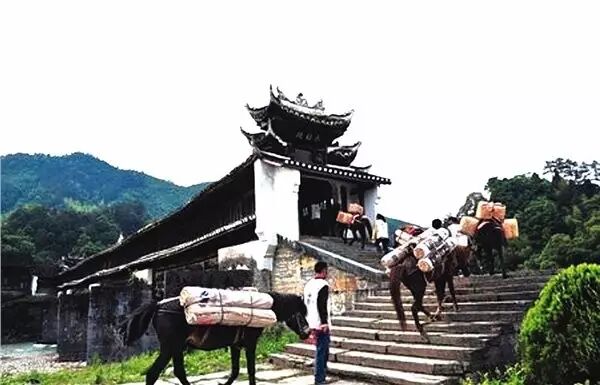 安化黑茶：3大类9小类，看完秒懂！