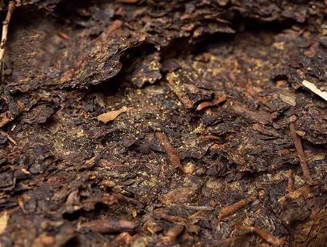 【视频】茶文化专家林治：黑茶可消灾除病，延年益寿