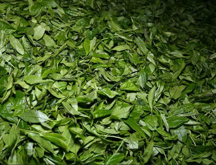 从一片鲜叶到令人赞赏的黑茶，它中间经历了什么？