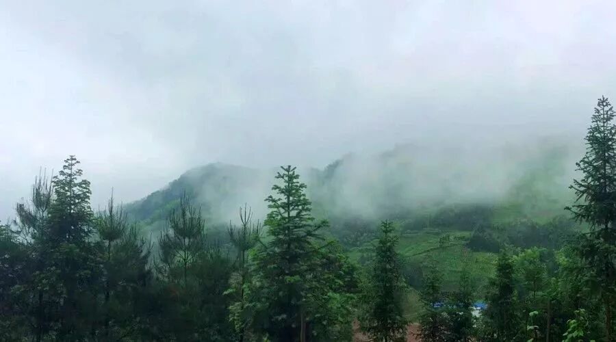 敏感时期，如何储存安化黑茶