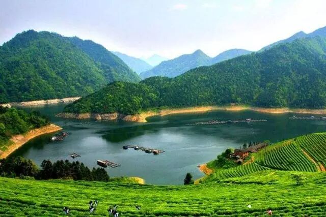 茶友须知的湖南安化黑茶十大特点