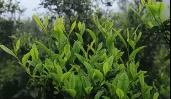 从一片鲜叶到好喝的安化黑茶，从这里了解......