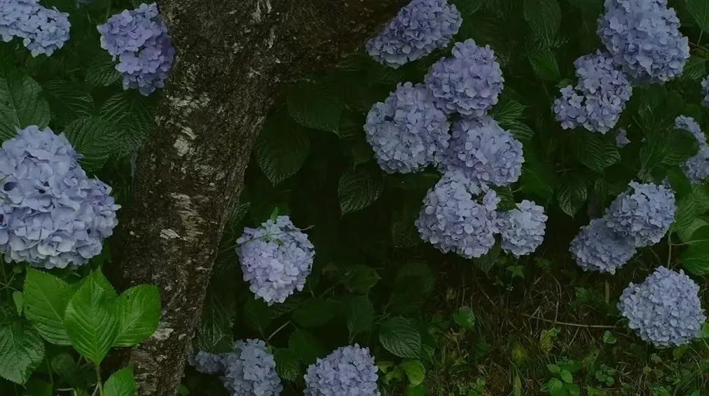 夏日泡影安卓怎么打电话_夏日泡影全回忆怎么弄_夏日泡影
