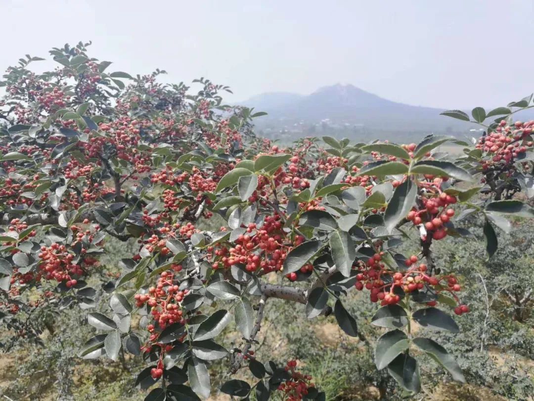 花椒提取物花椒粉水溶药食同源现货
