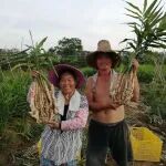 冬吃萝卜夏吃姜:玉指香姜