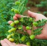 鹰嘴豆不如黄豆?②深度分析