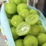 阳光玫瑰·东北酸菜·不将就