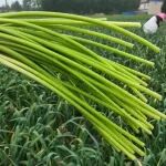 现抽农家鲜蒜苔:从蒜心到舌尖,没泡药水的鲜甜才敢生吃
